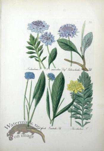 Deutschlands Flora 08